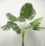 Giant Split Leaf Palm